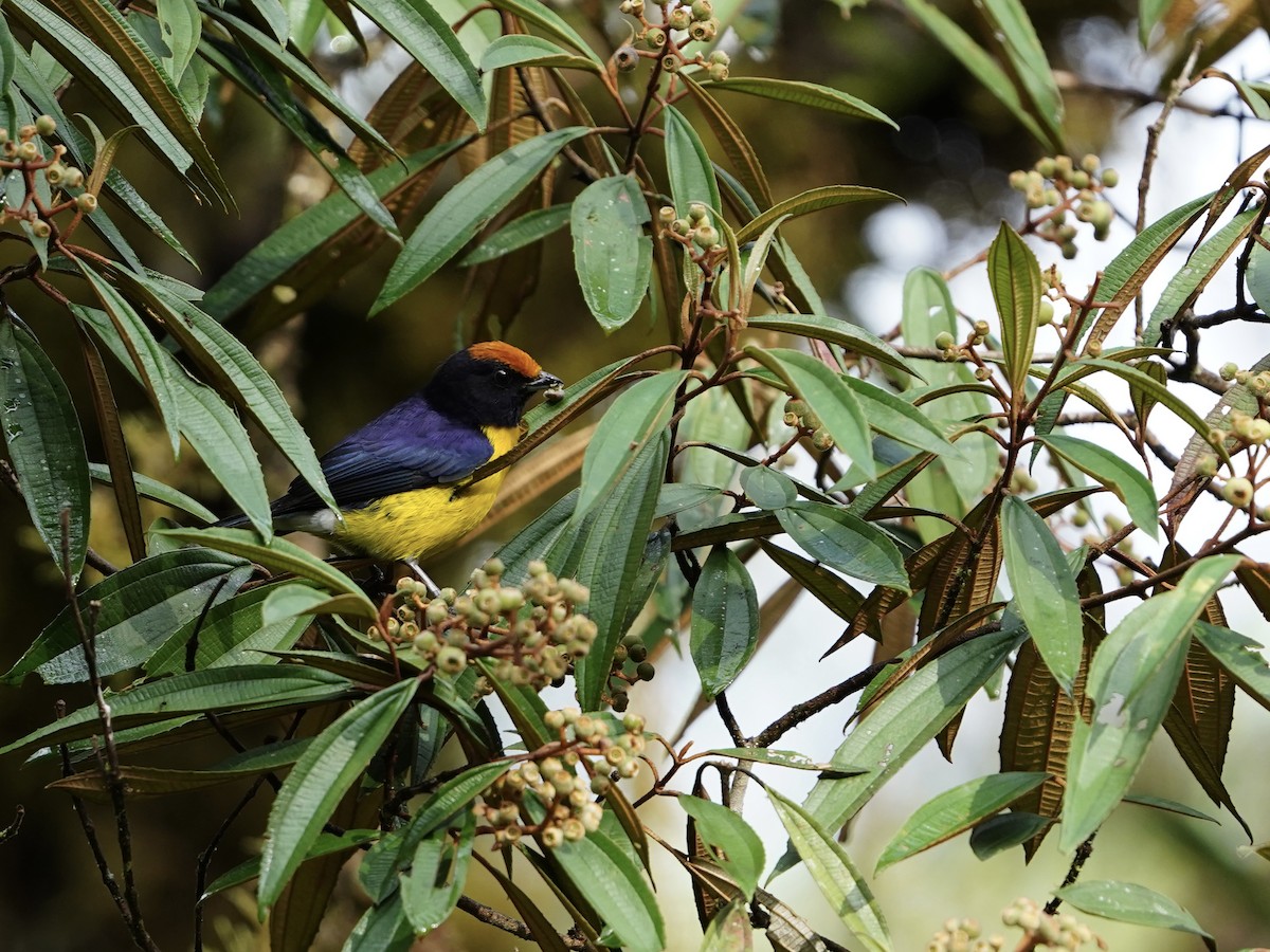Tawny-capped Euphonia - ML647490288