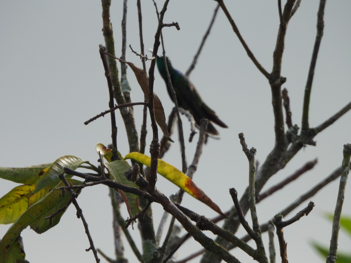 Green-throated Mango - ML647490289