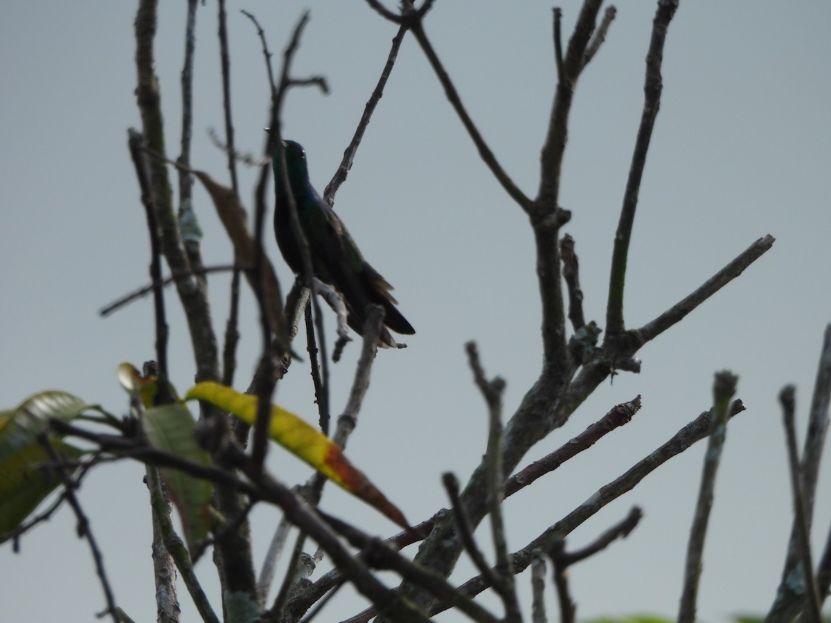 Green-throated Mango - ML647490290