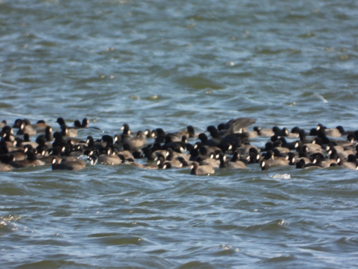 American Coot - ML647490294
