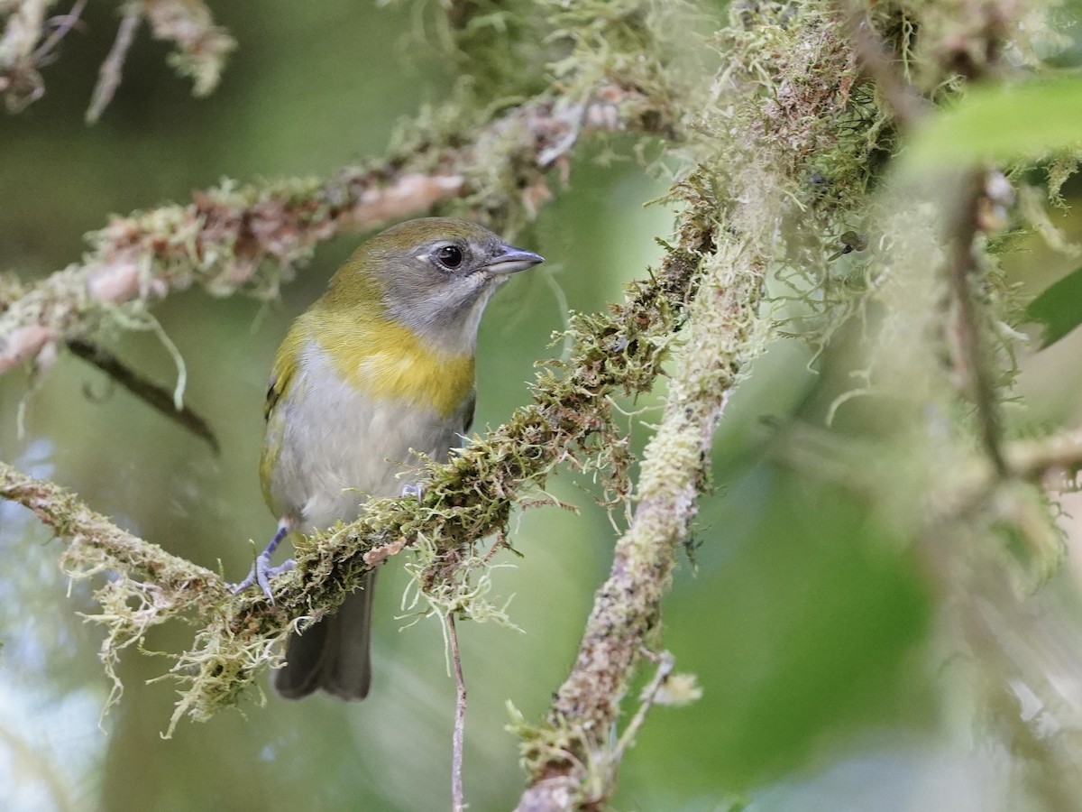 Ashy-throated Chlorospingus - ML647490295
