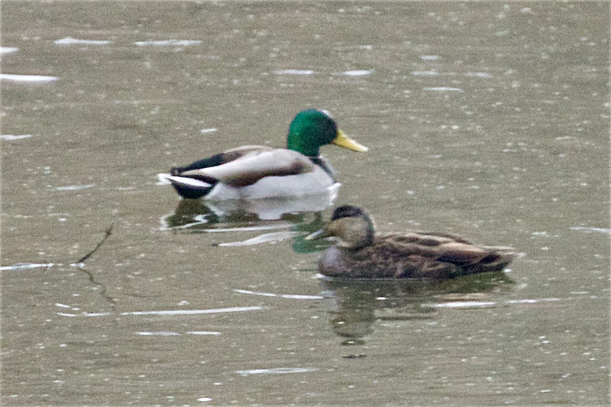 American Black Duck - ML647490296