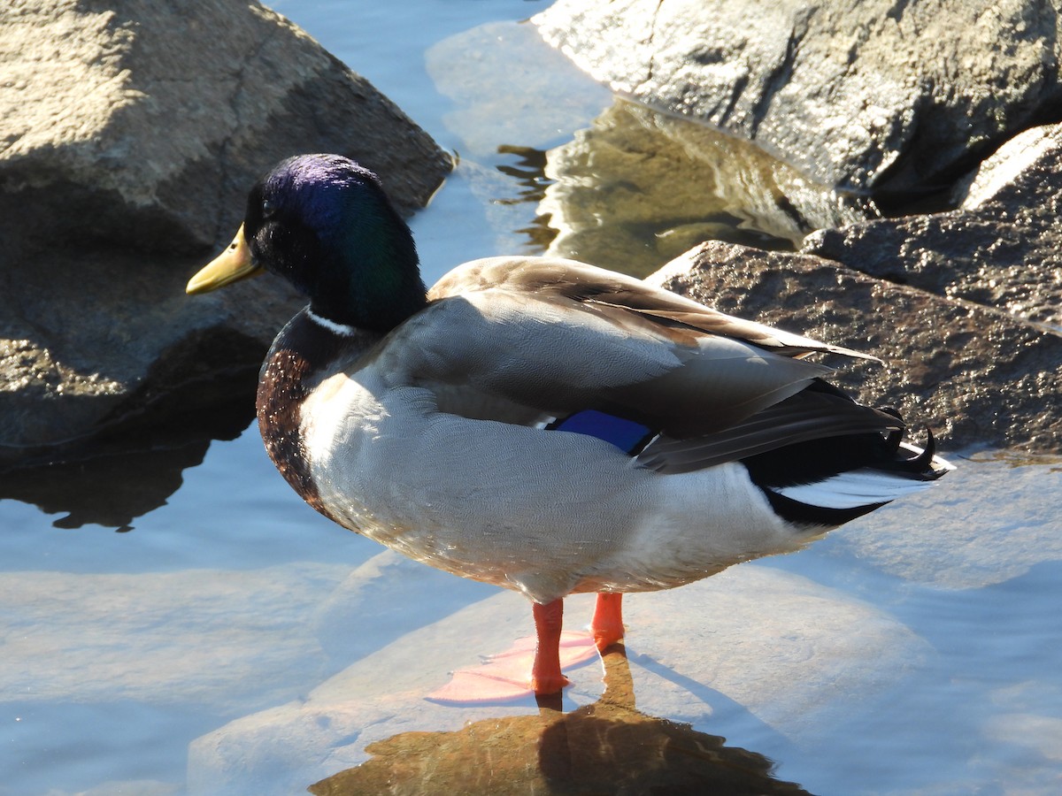 Mallard - ML647490300