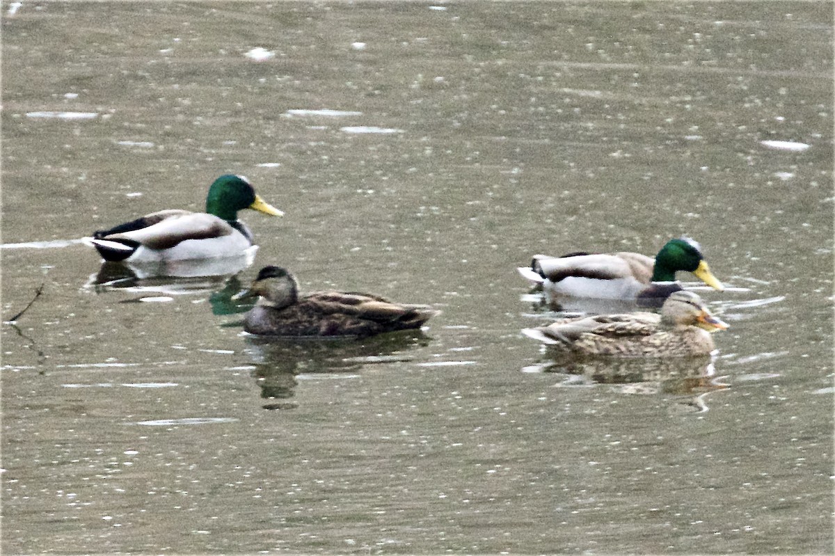 American Black Duck - ML647490301