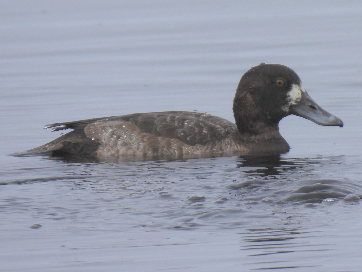 Морская чернеть - ML647490312