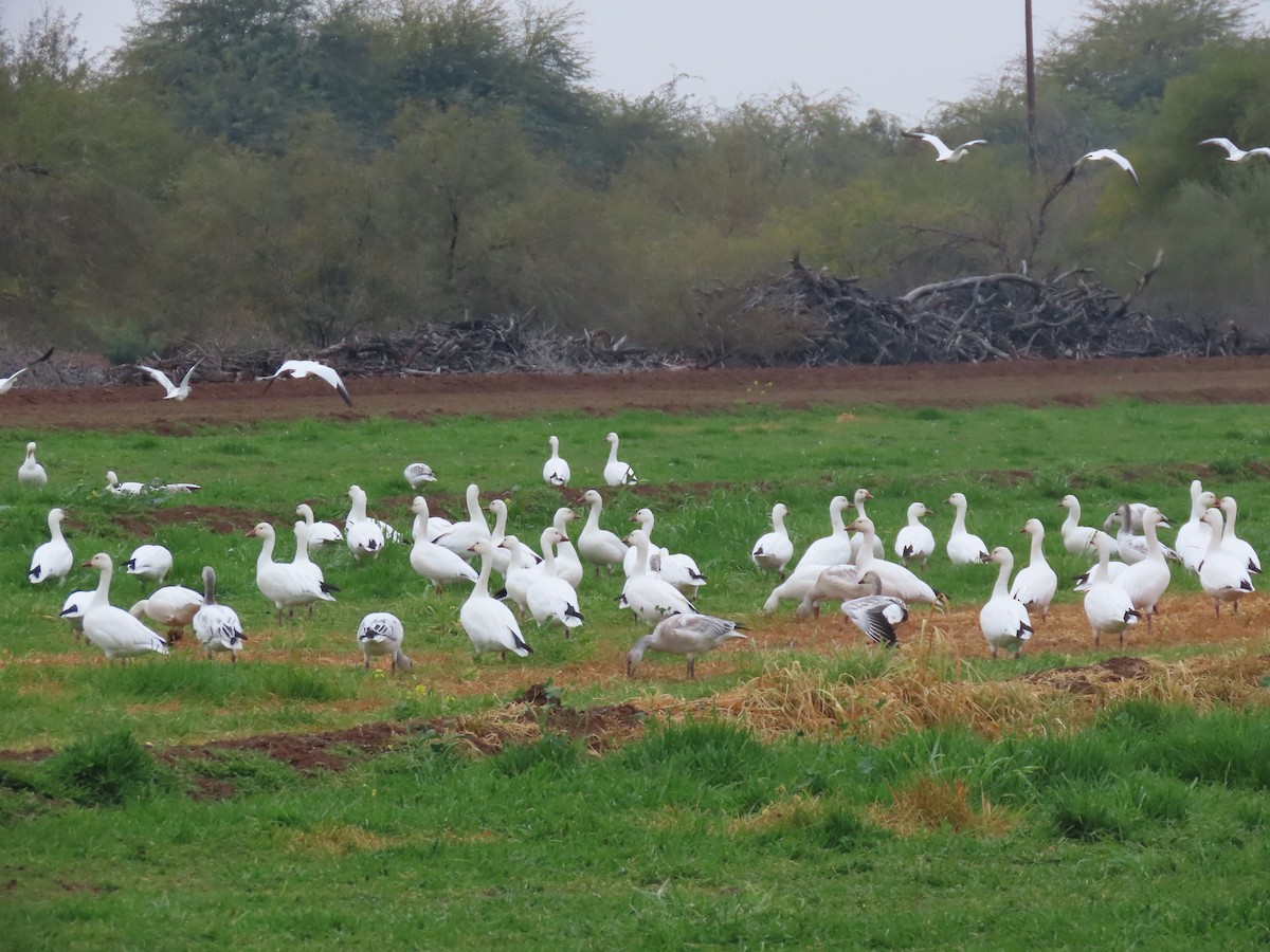 Белый гусь - ML647490314