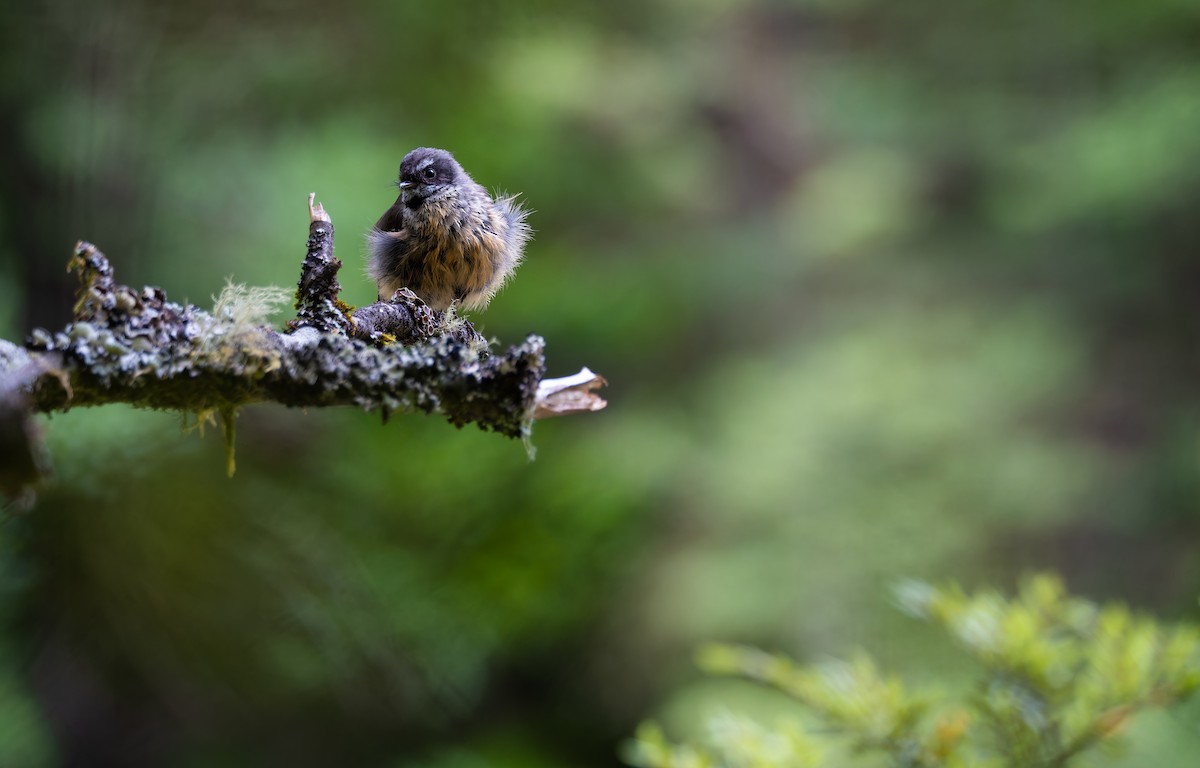 New Zealand Fantail - ML647490316