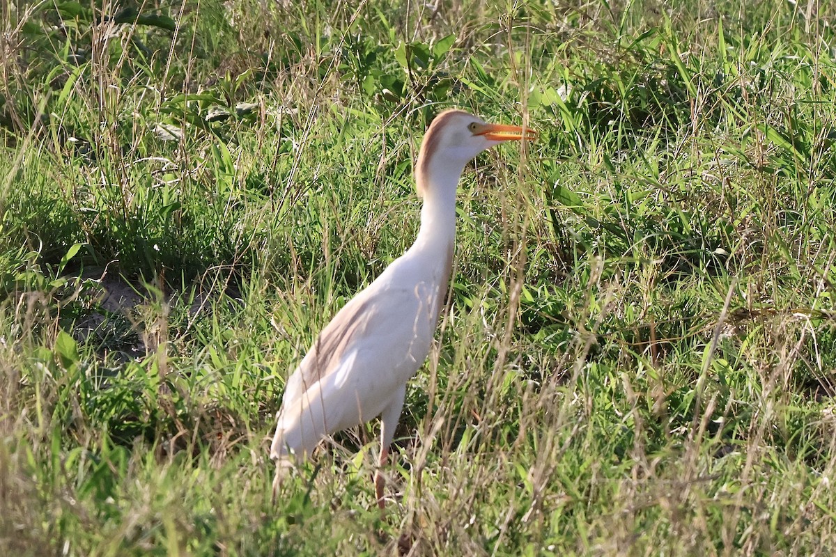 אנפית בקר מערבית - ML647490321