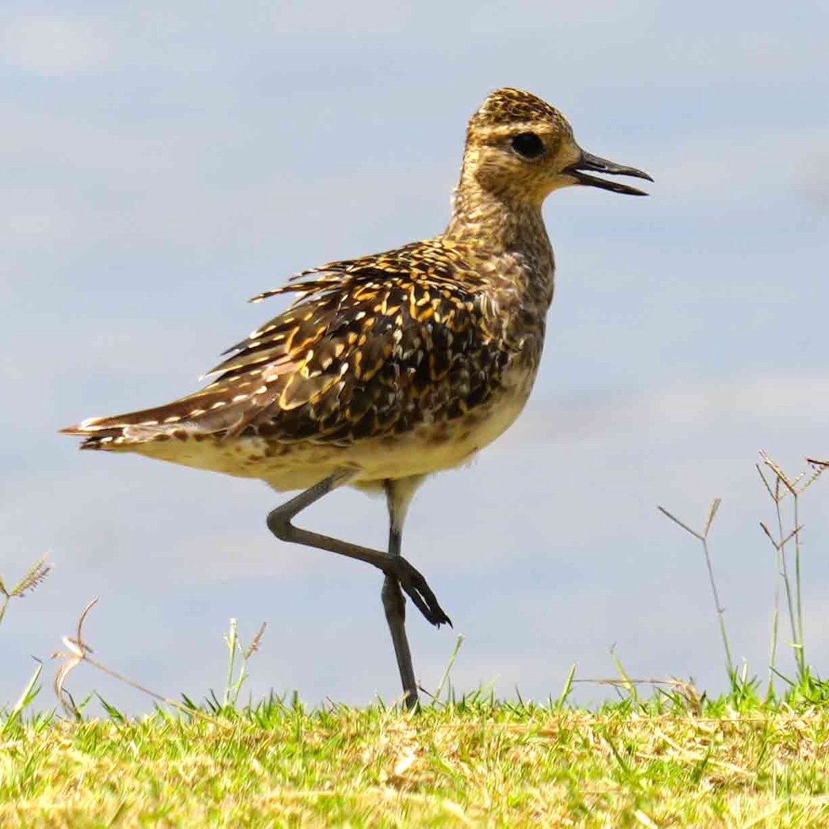 חופזי קטן - ML647490323