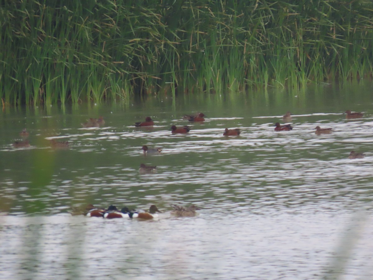 Коричневый чирок - ML647490325