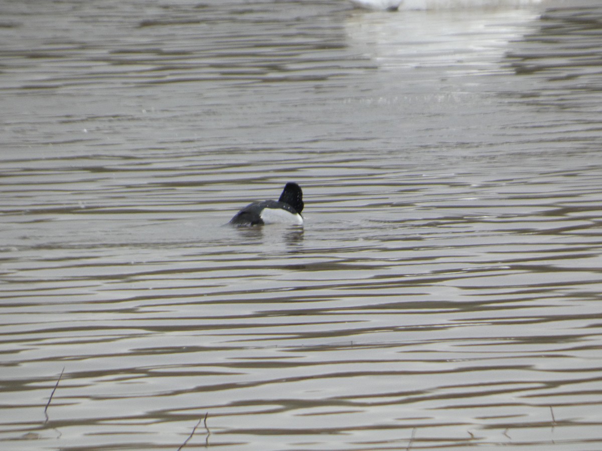 צולל צווארון - ML647490326