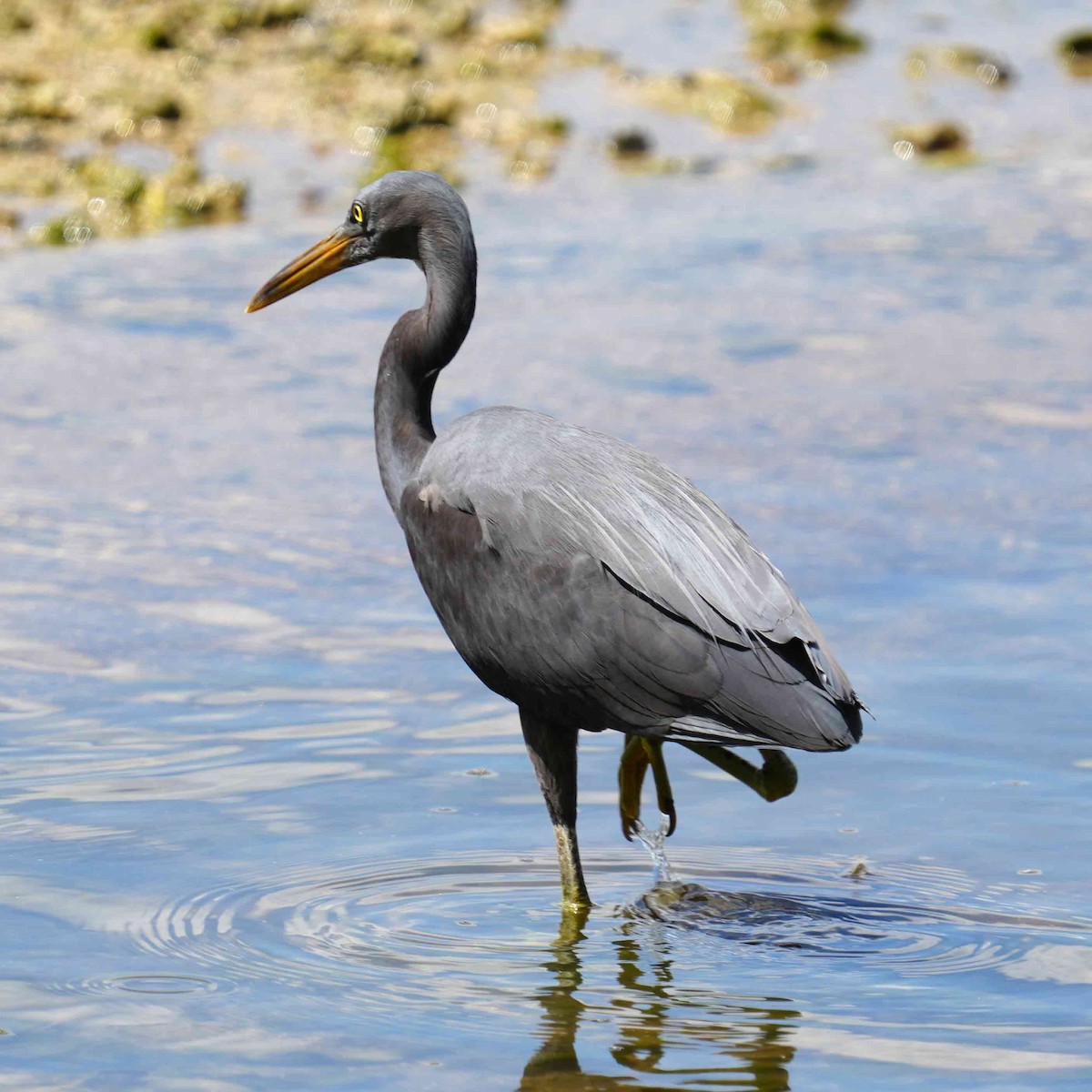 Pacific Reef-Heron - ML647490328