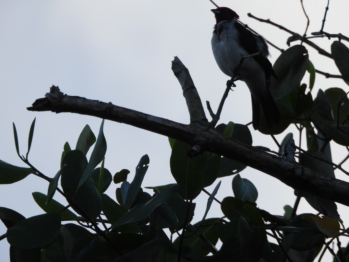 Masked Cardinal - ML647490330