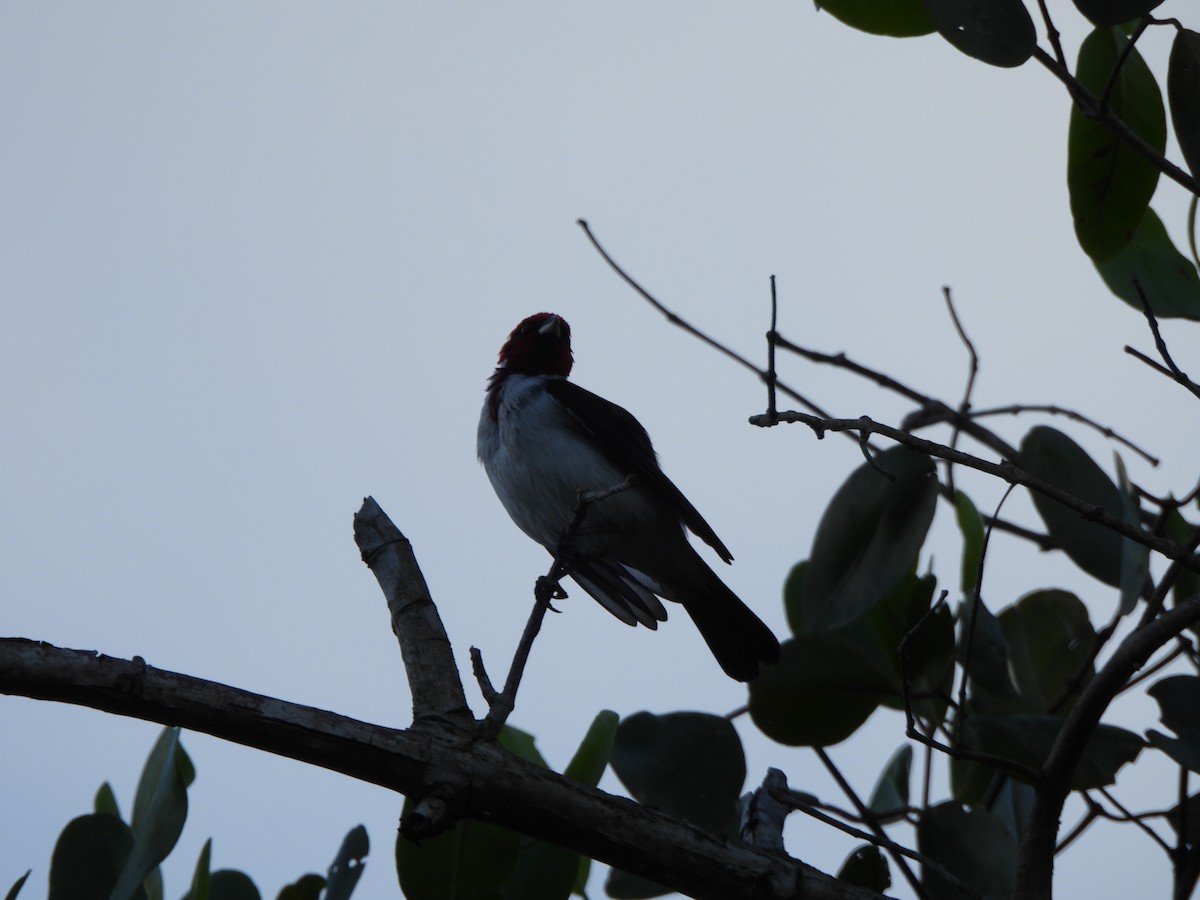 Masked Cardinal - ML647490331