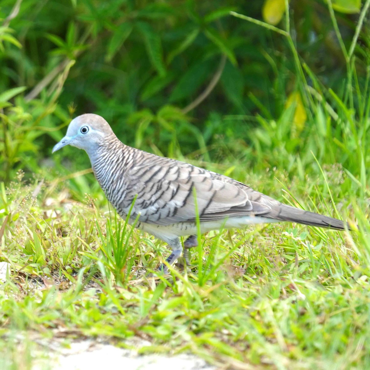 Zebra Dove - ML647490333