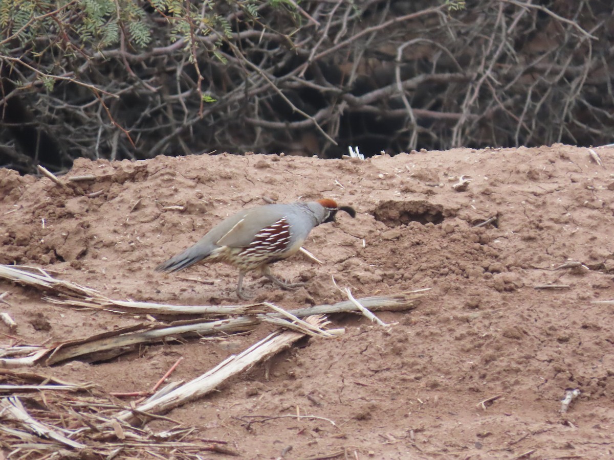 Шлемоносный перепел - ML647490334