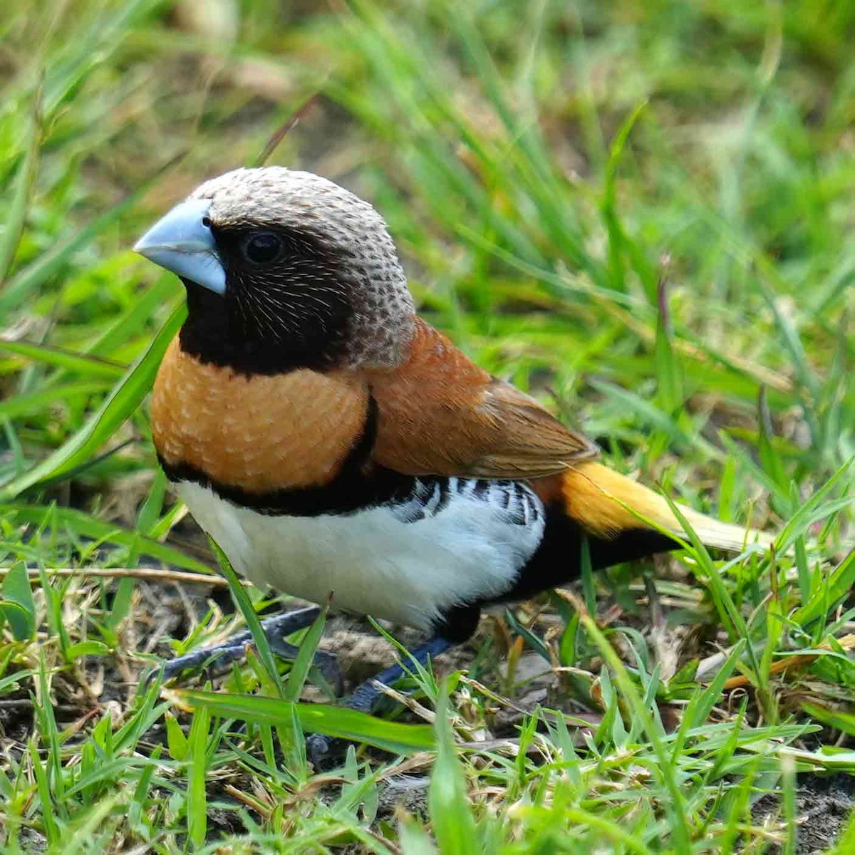Chestnut-breasted Munia - ML647490335
