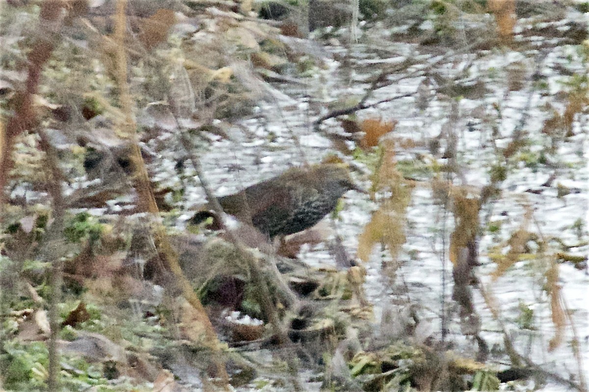 זרזיר מצוי - ML647490336