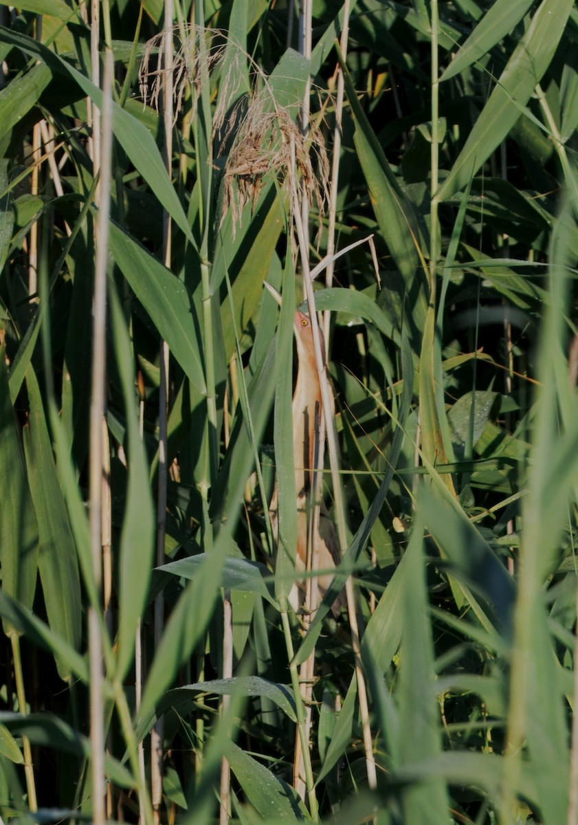 Black-backed Bittern - ML647490337