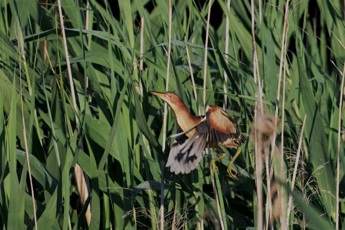 Black-backed Bittern - ML647490338