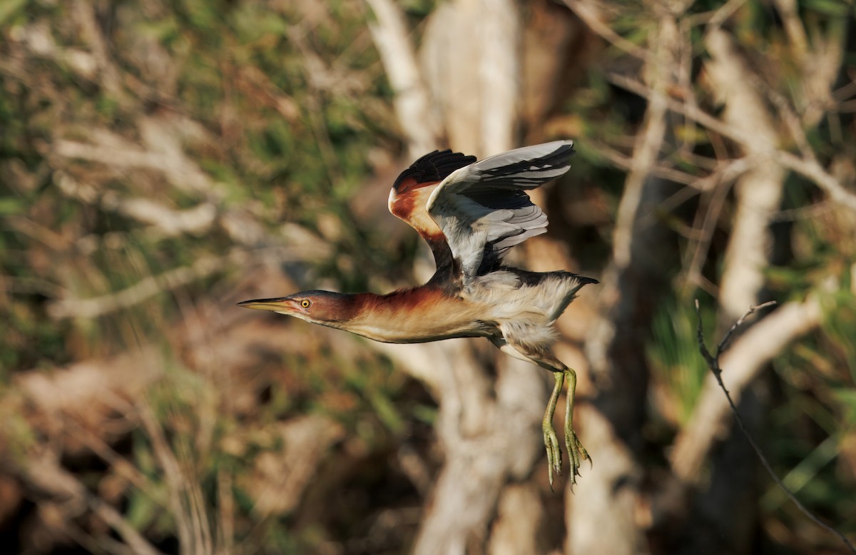 Black-backed Bittern - ML647490339