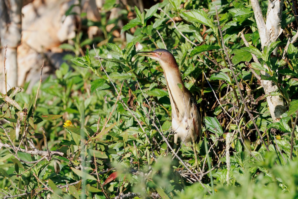 Black-backed Bittern - ML647490340
