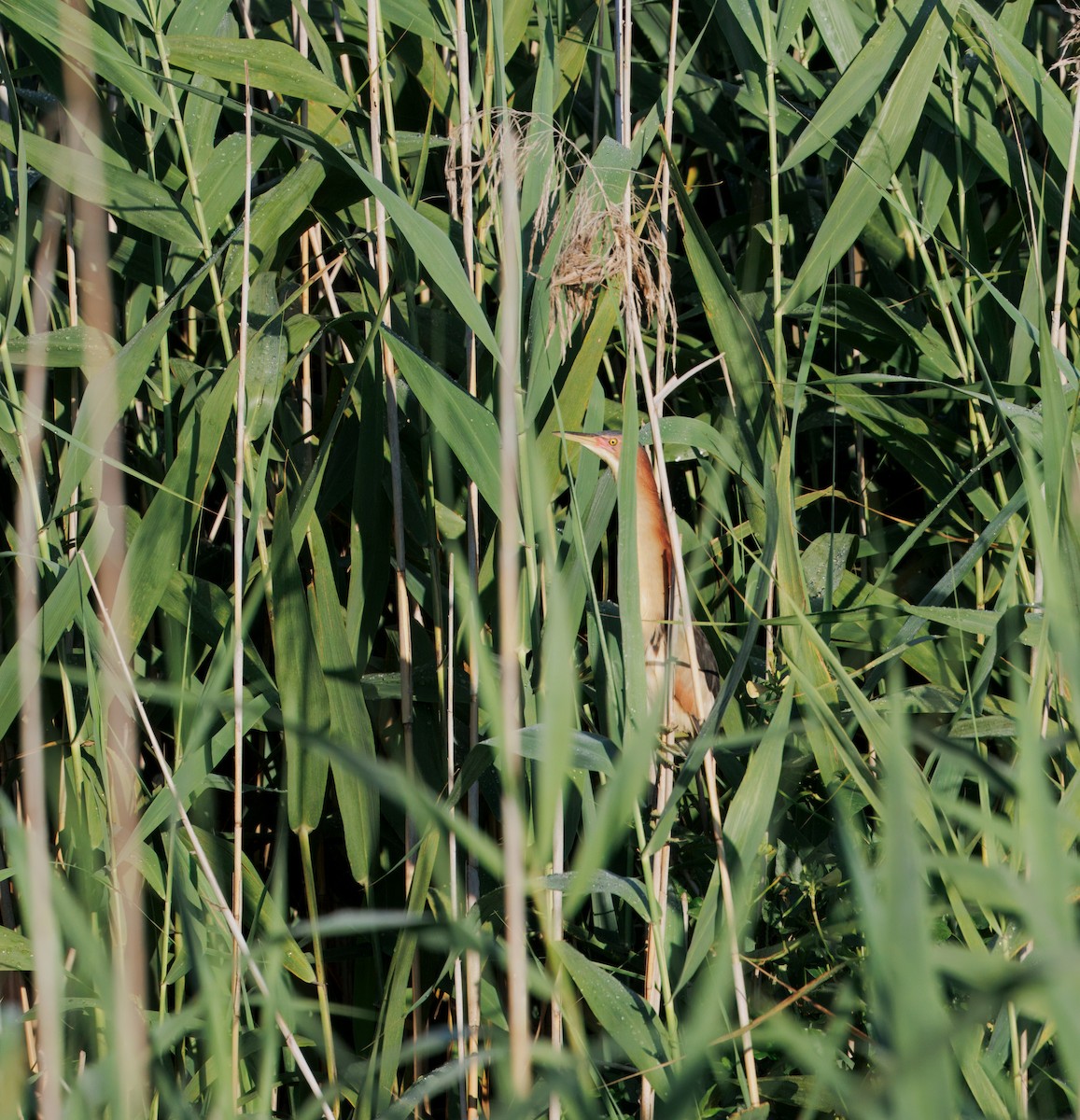 Black-backed Bittern - ML647490341
