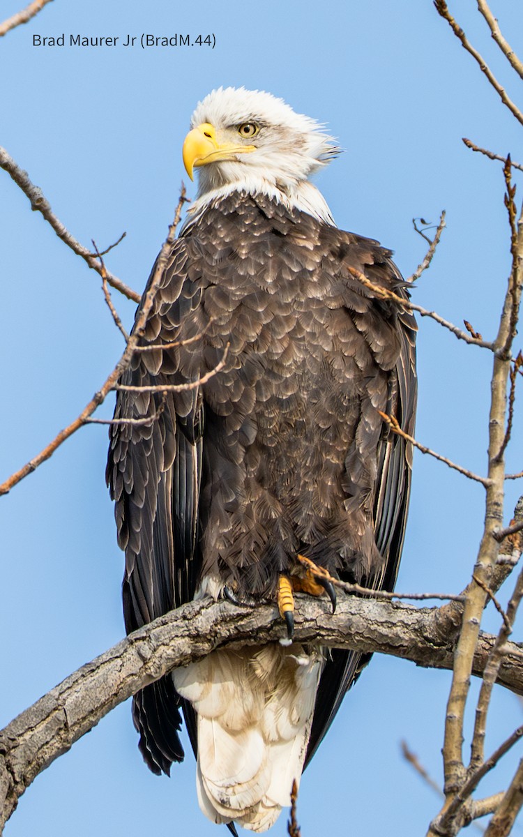 עיטם לבן-ראש - ML647490342