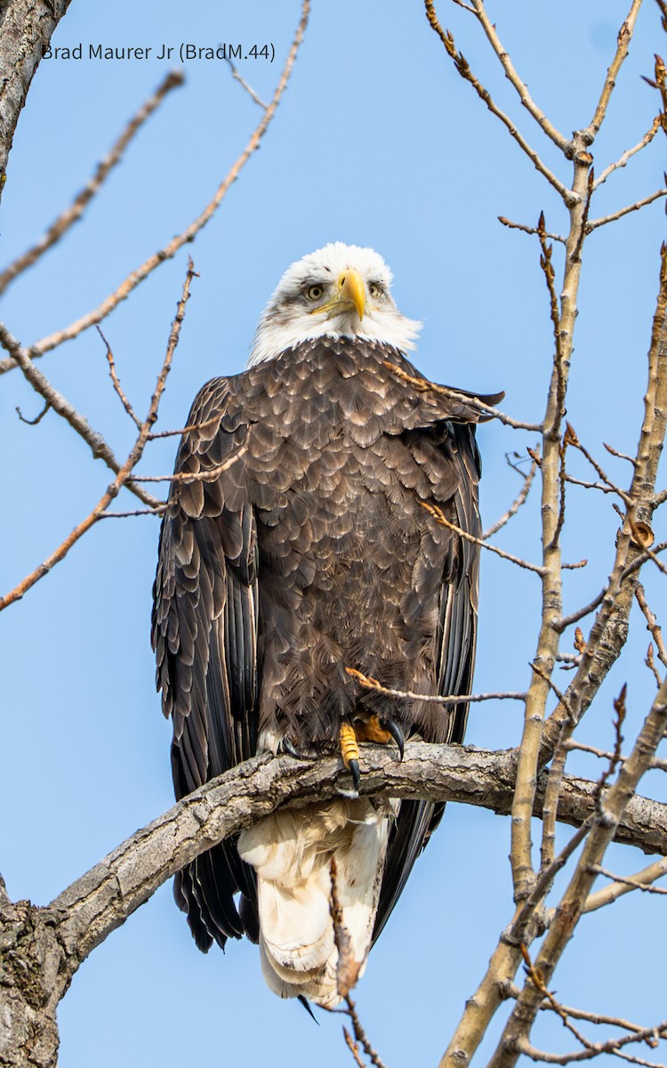 עיטם לבן-ראש - ML647490343