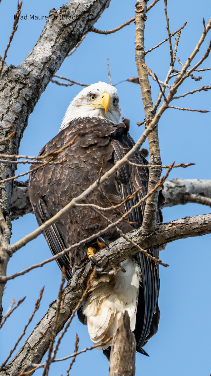 עיטם לבן-ראש - ML647490344