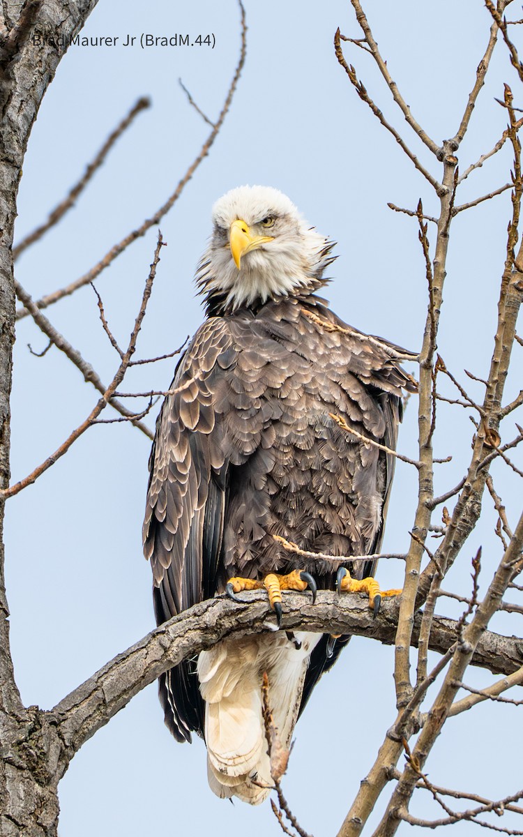 עיטם לבן-ראש - ML647490346