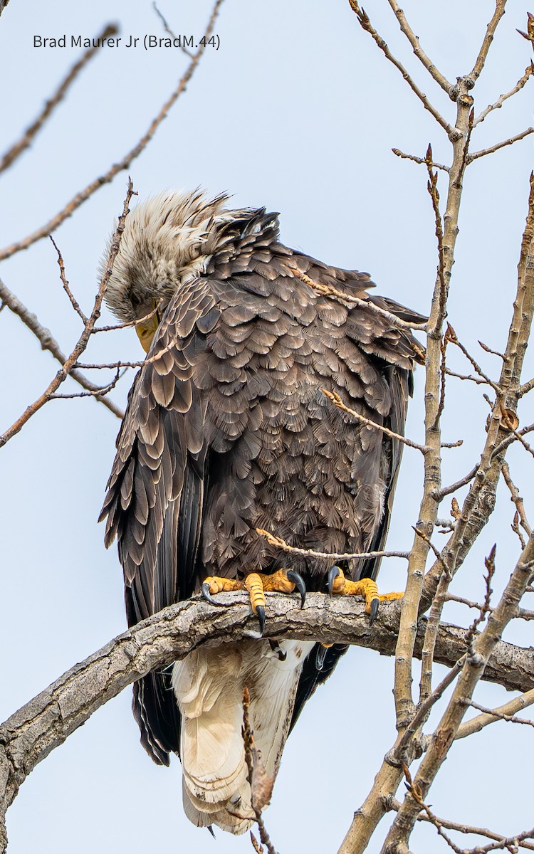 עיטם לבן-ראש - ML647490347