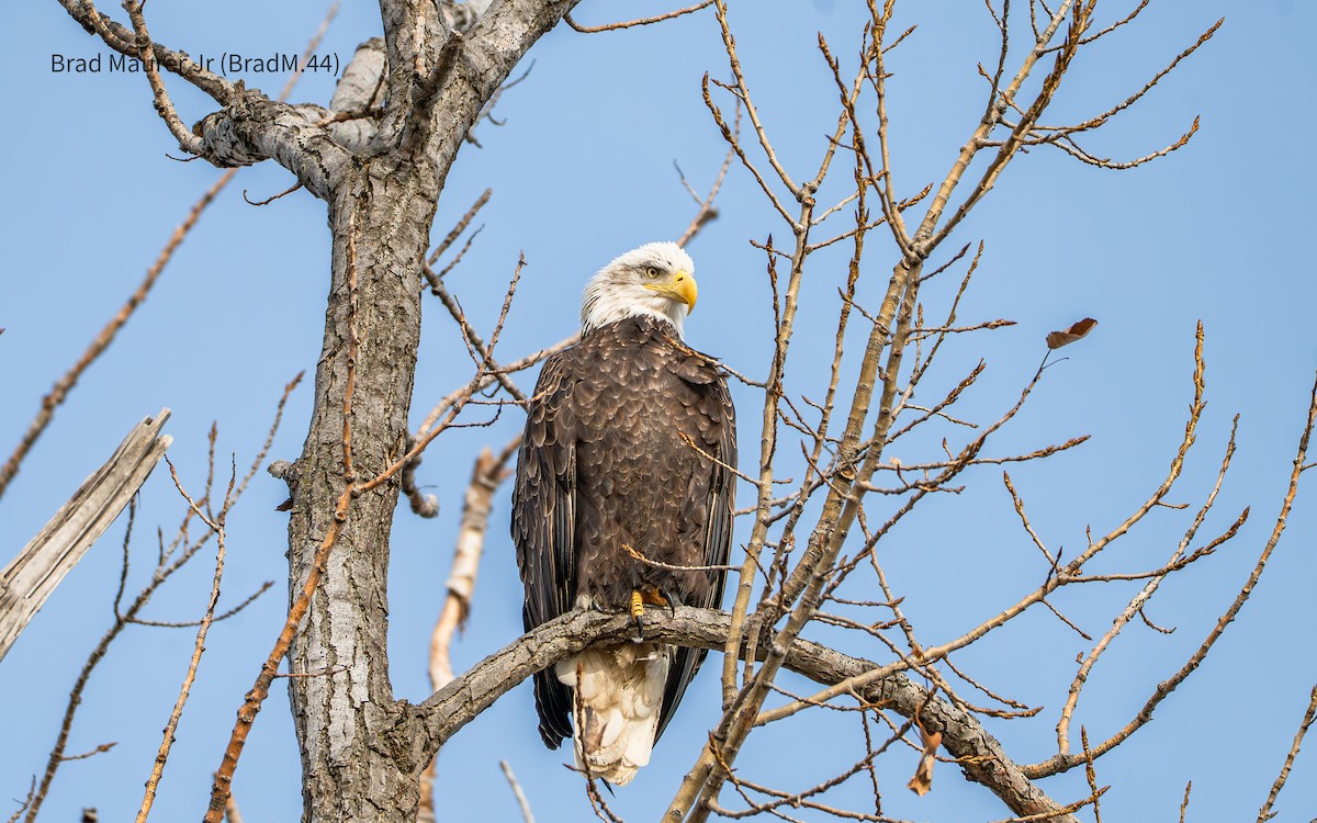 עיטם לבן-ראש - ML647490348