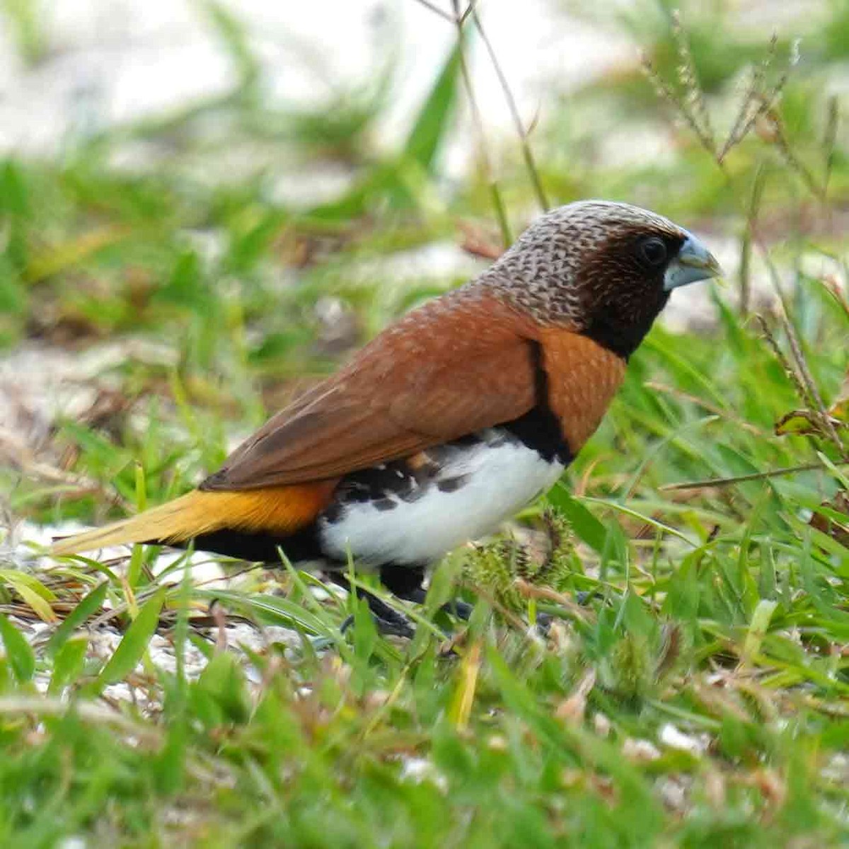 Chestnut-breasted Munia - ML647490350