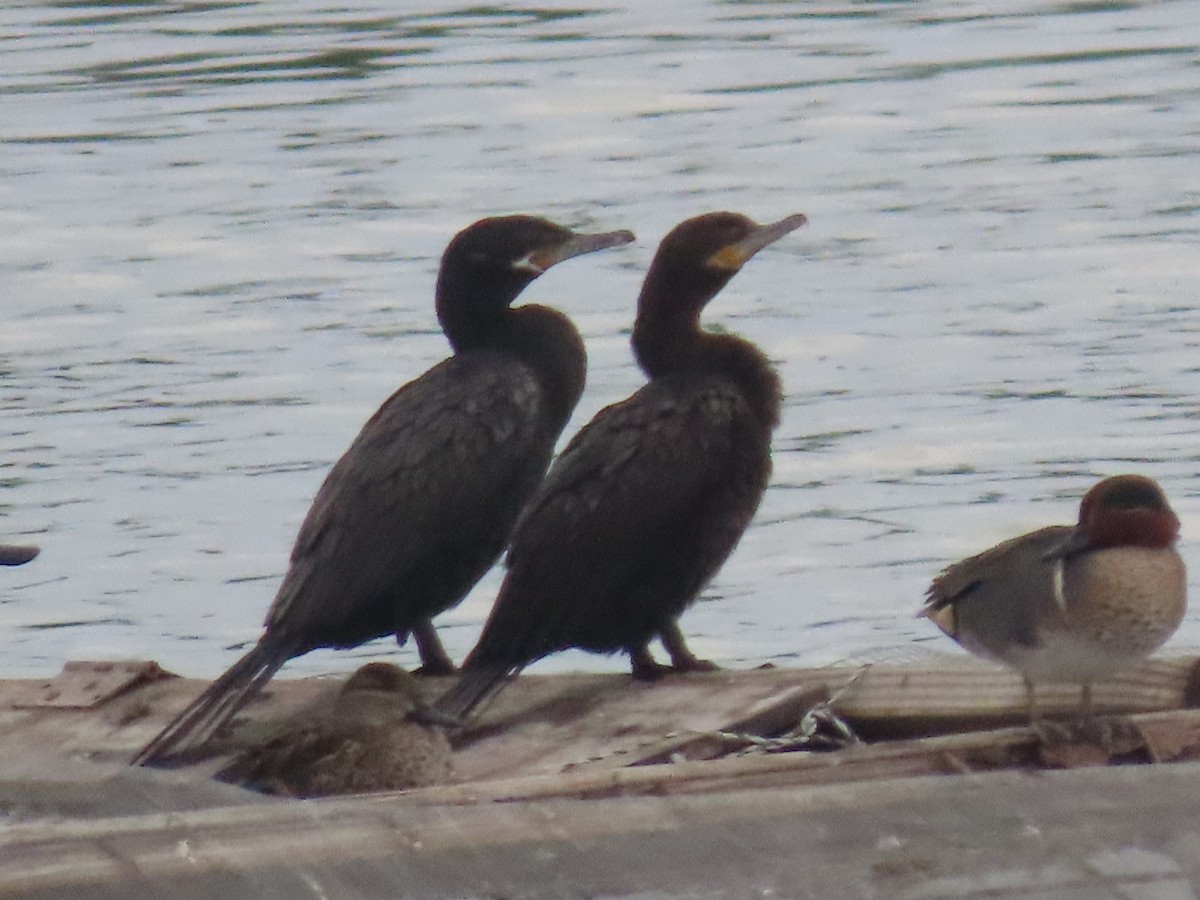 Неотропический баклан - ML647490351