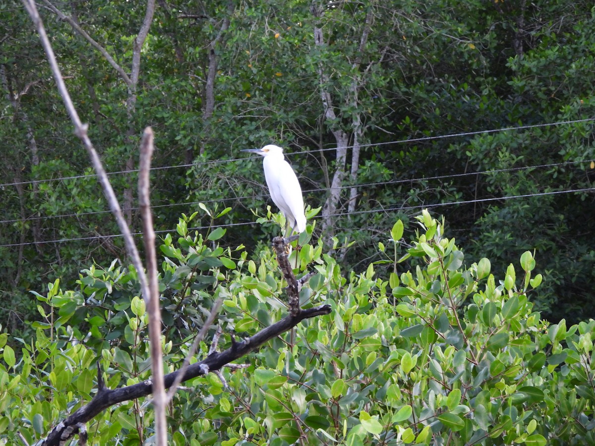 לבנית אמריקנית - ML647490352