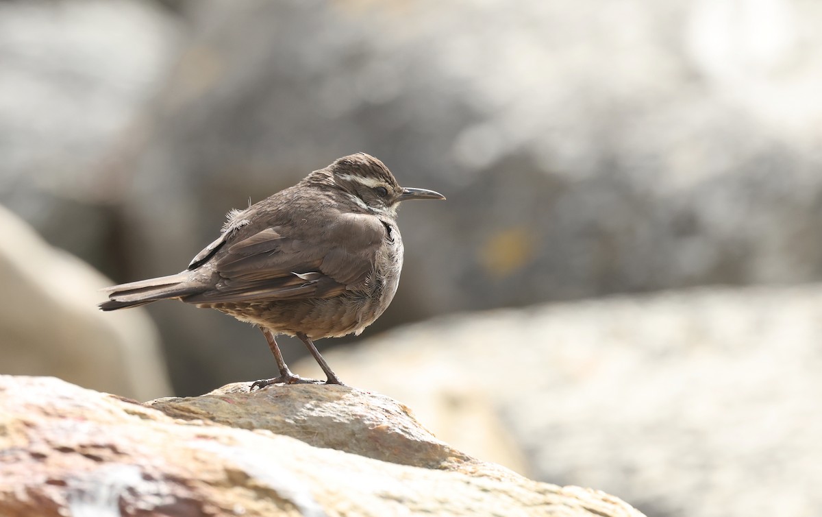 Dark-bellied Cinclodes - ML647490353