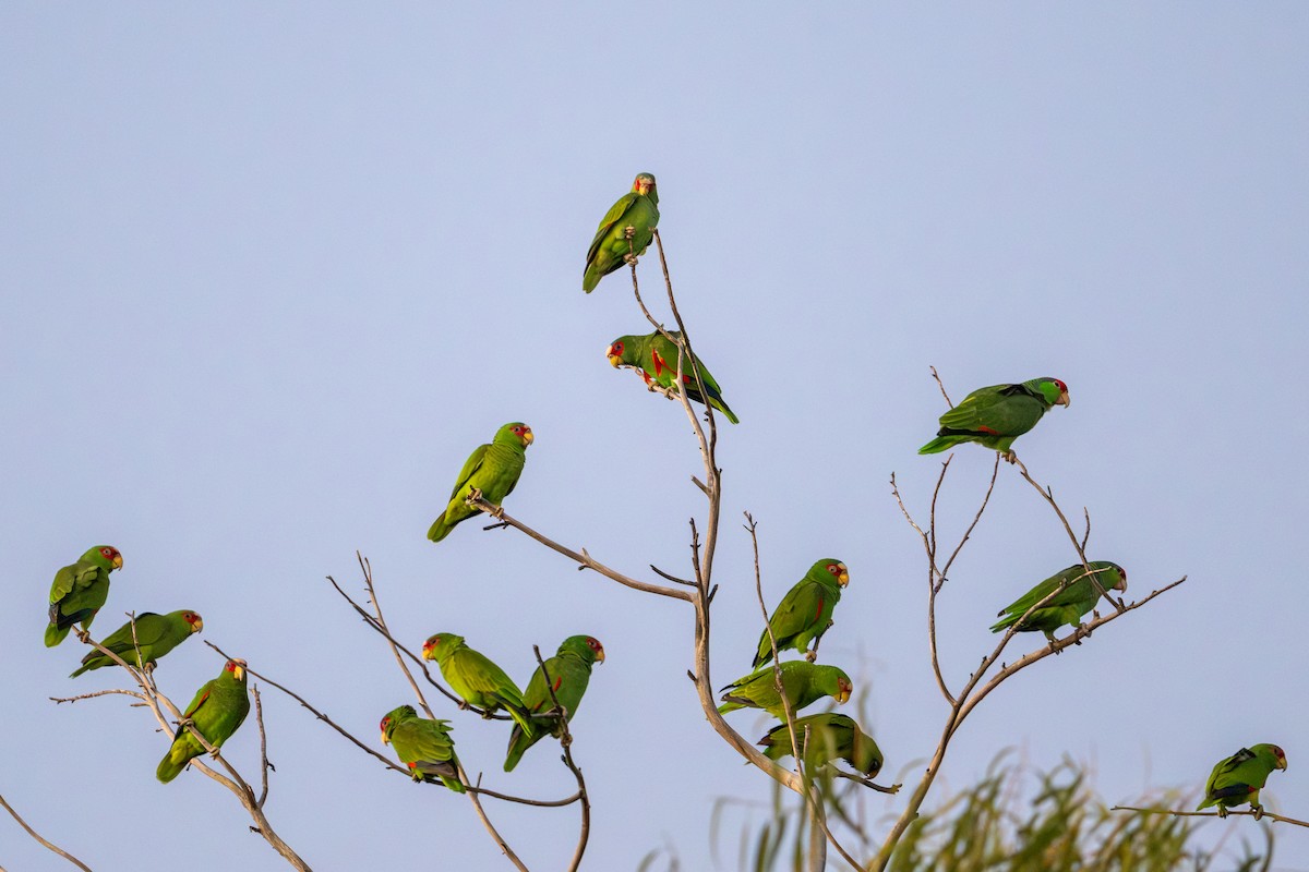 White-fronted Amazon - ML647490354