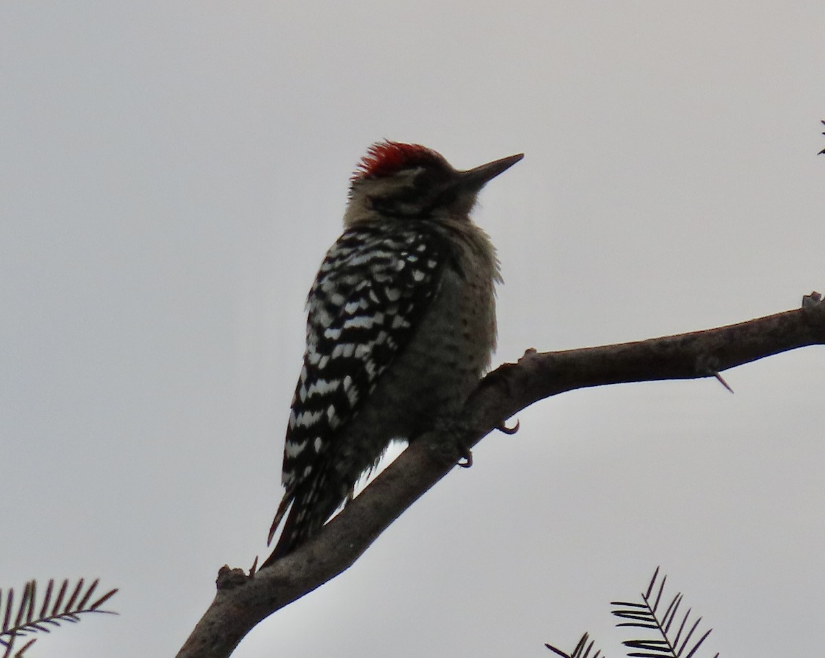 Арлекиновый дятел - ML647490357