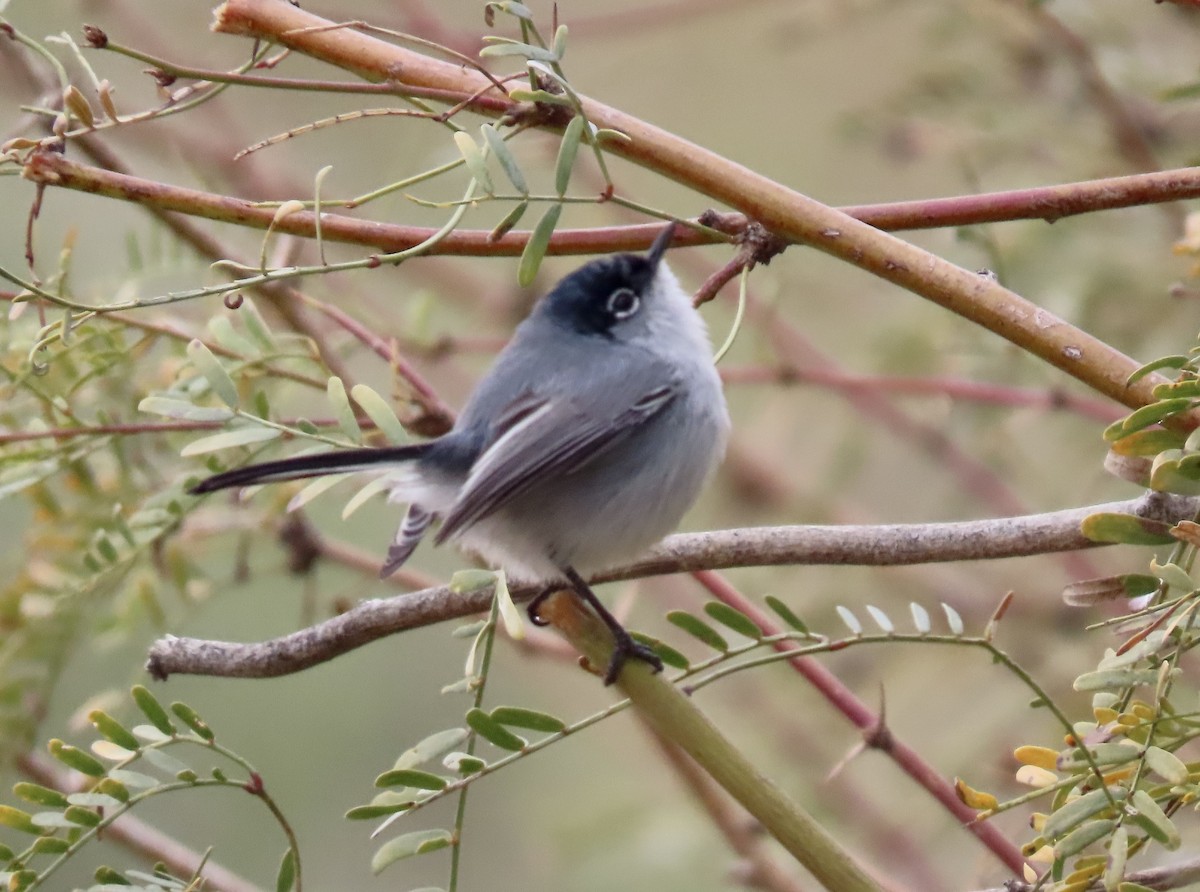 Чернохвостая комароловка - ML647490368