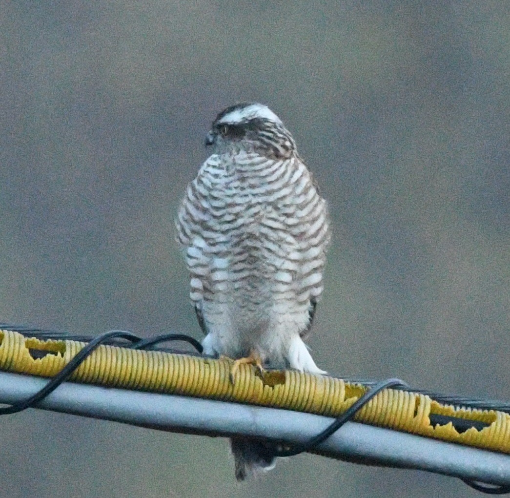 Eurasian Sparrowhawk - ML647490381