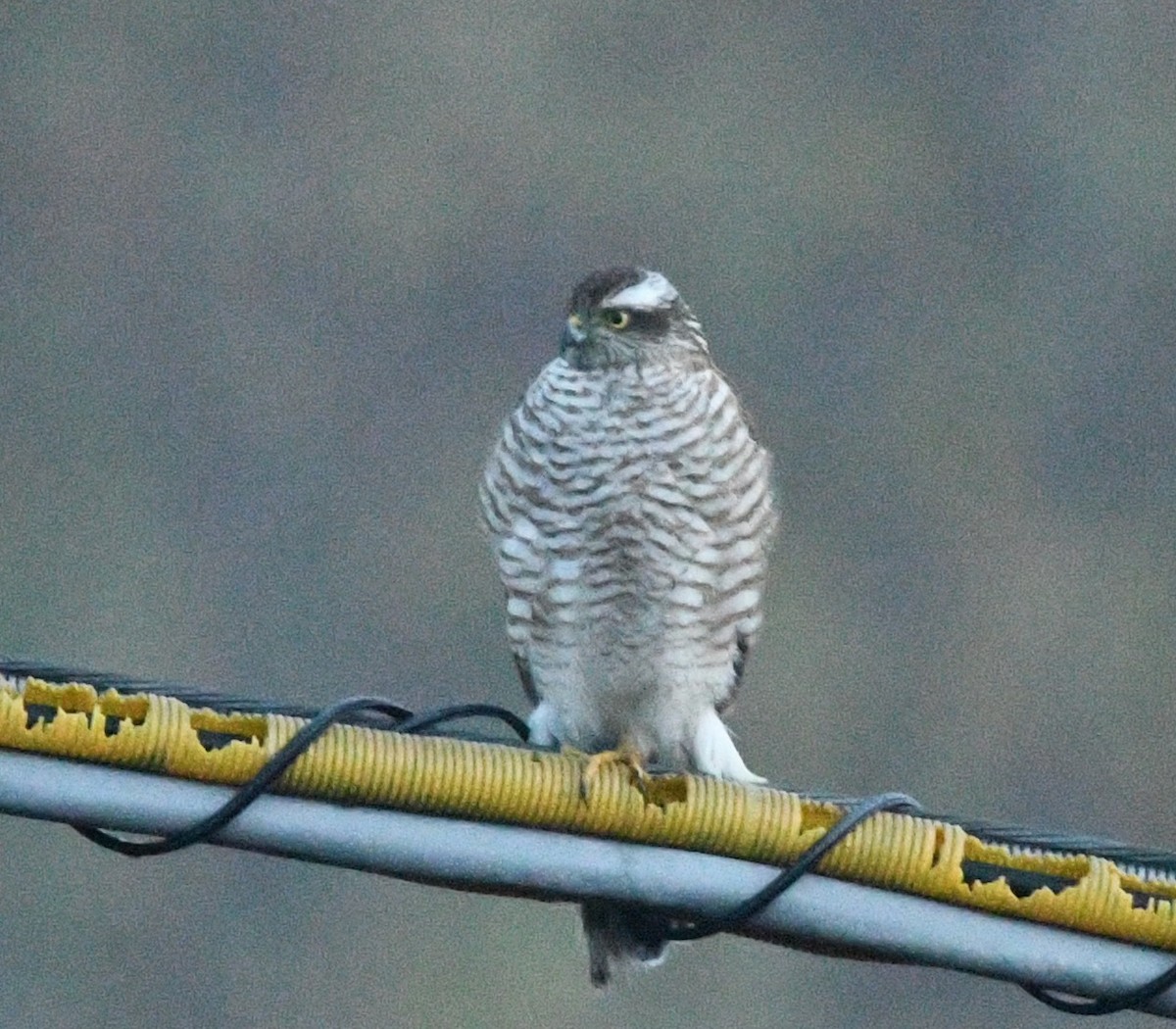 Eurasian Sparrowhawk - ML647490385