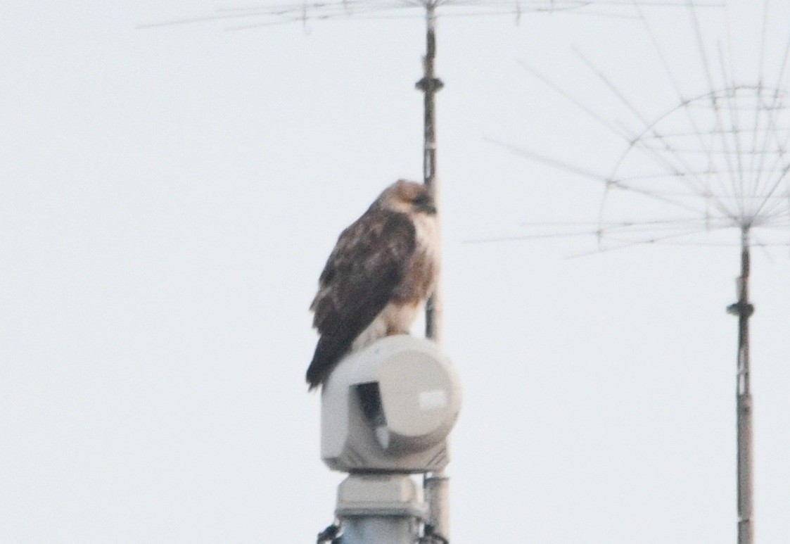 Eastern Buzzard - ML647490387