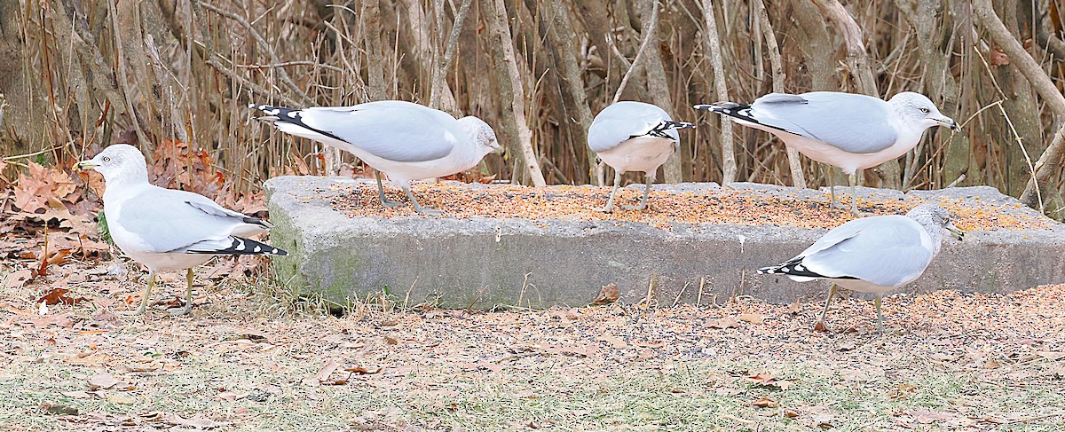 Ring-billed Gull - ML647490389