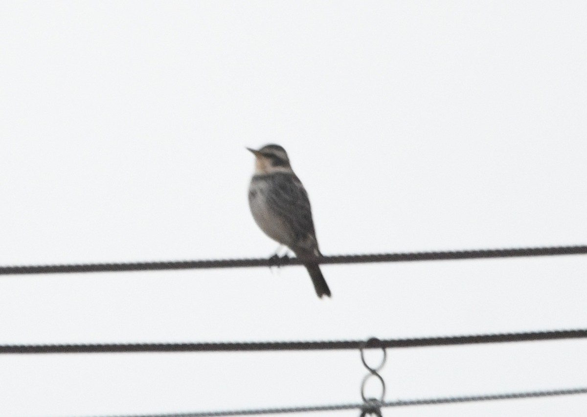 Dusky Thrush - ML647490390