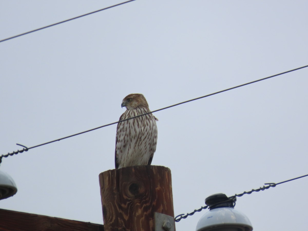 Куперов ястреб - ML647490393