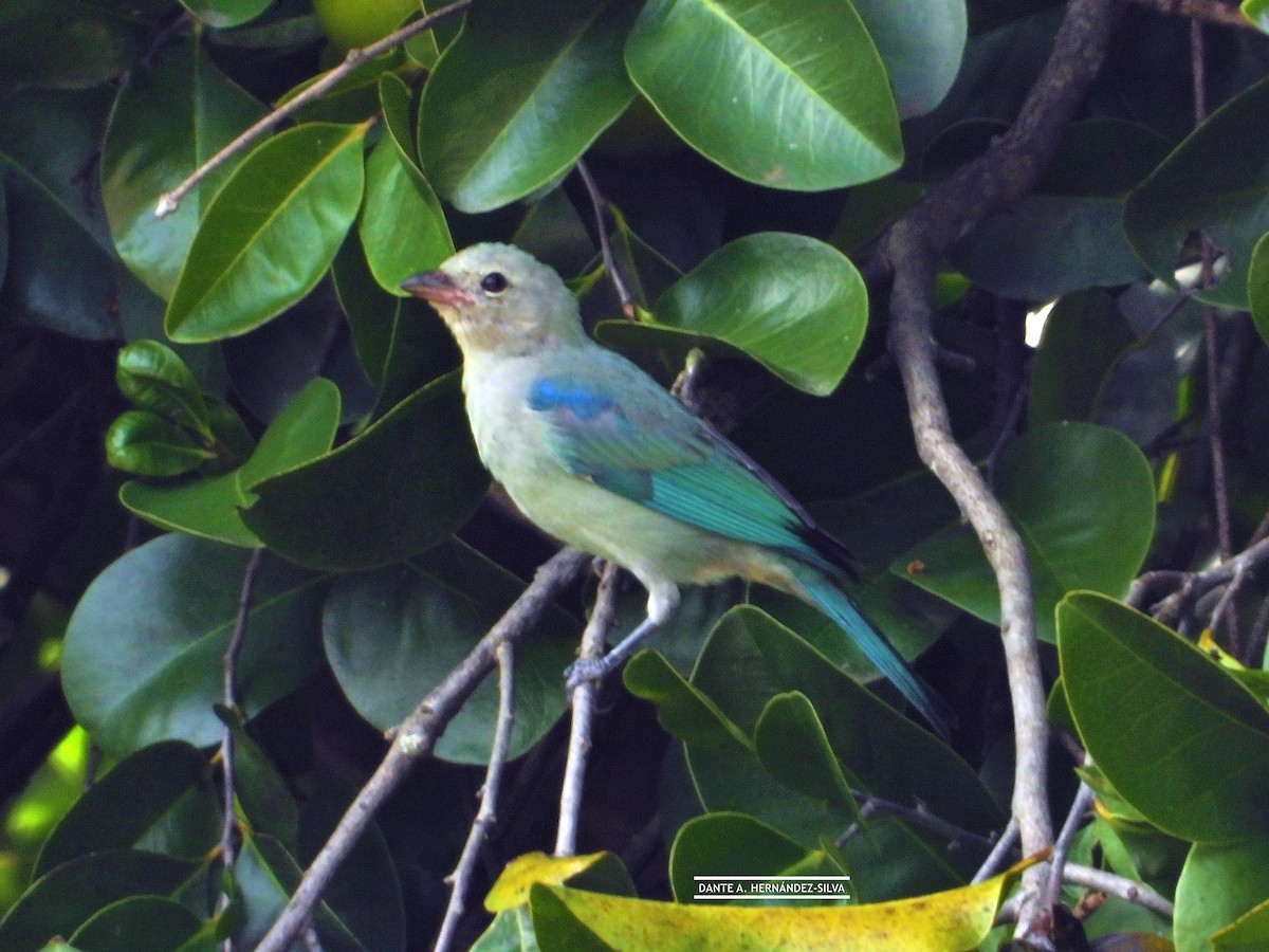 Blue-gray Tanager - ML647490397