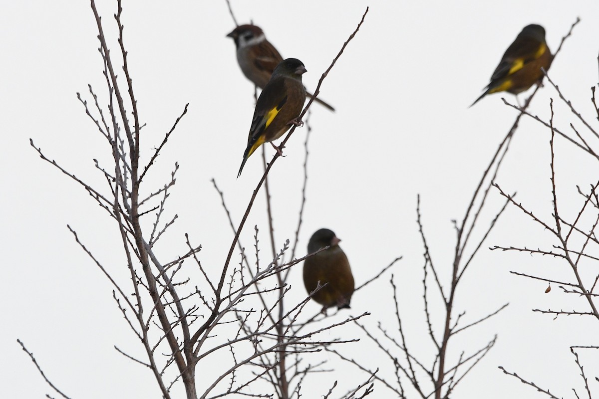 Oriental Greenfinch - ML647490398