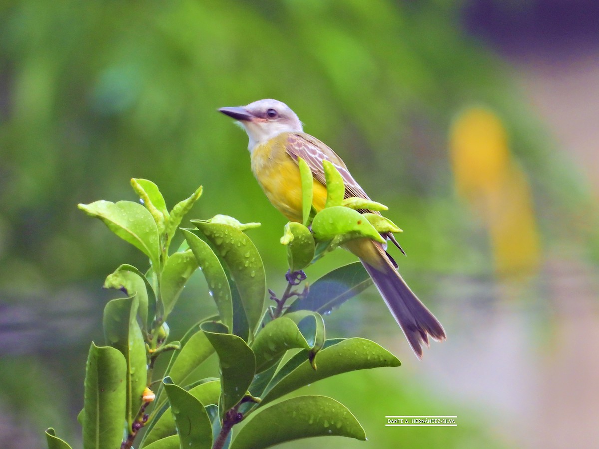 Tropical Kingbird - ML647490399