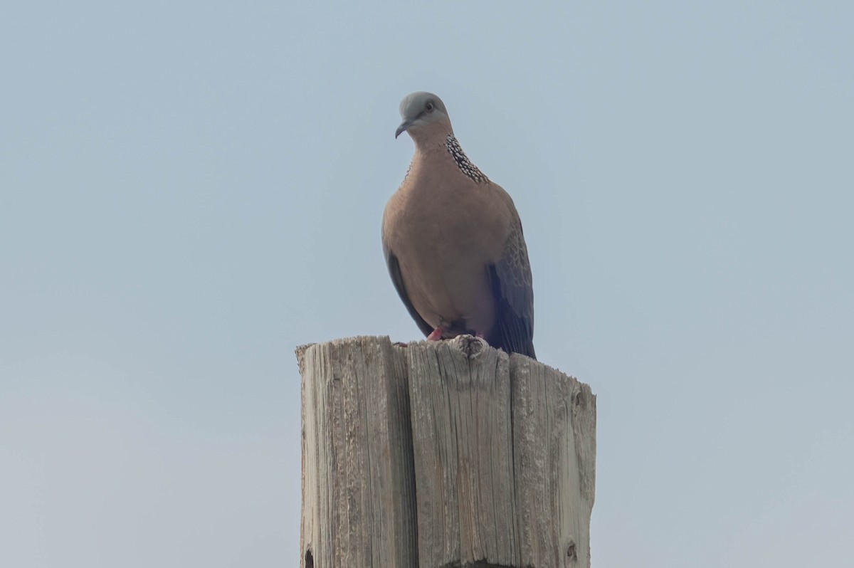 Spotted Dove - ML647490401
